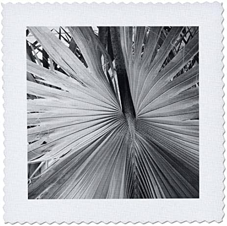 3תמונת ורד של צמח דקל שחור ולבן צילום מקרוב-ריבועי שמיכה