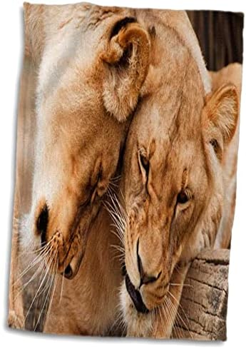 3drose בעלי חיים פלורן - חיבוק אריות - מגבות