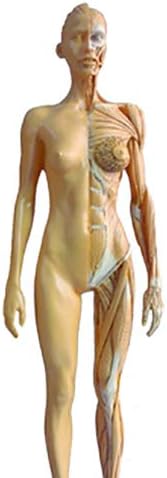 נקבה האנטומיה איור דגם-אדם שלד אנטומי ציור דגם-פו חומר אדם אנטומיים שרירים עצם דגם-עבור רפואי אמן ציור מחקר