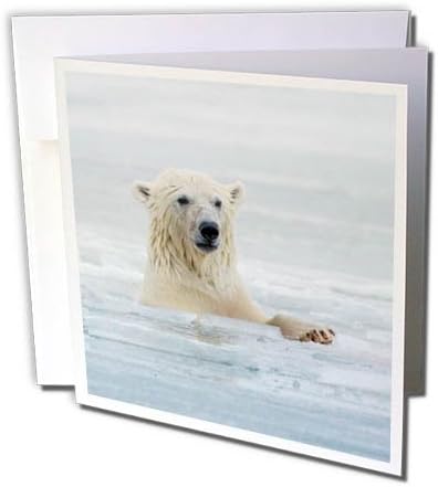 3דובי קוטב ורדים שוחים בקרח, קקטוביץ', אלסקה-כרטיס ברכה, 6 על 6 אינץ