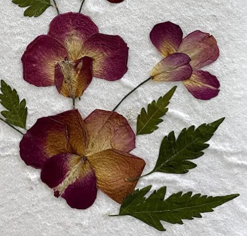 כרטיסים טרופיים של סאן חבילה אקראית כרטיס ברכה נייר תות בעבודת יד - פרחים לחיצים אמיתיים בגודל 5x7