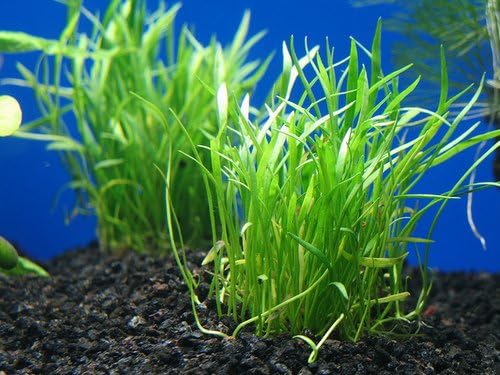 צמח חי אקווריום חרב מיקרו - צמח שטיחים קלים בחזית