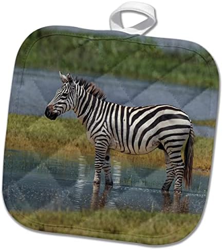 3drose Burchells Zebra, Ngorongoro Crater, Tanzania, Africa - Potholders