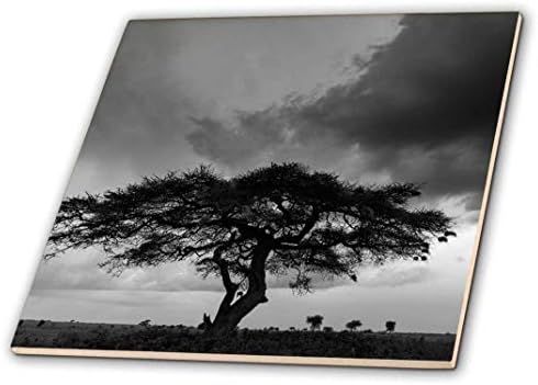3 רוז סי טי_187261_1 עץ שיטה סרנגטי נ. פ טנזניה אריחי קרמיקה, 4 אינץ