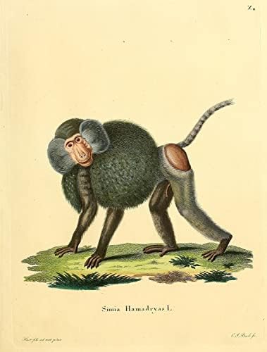 Hamadryas Baboon Primate Monke