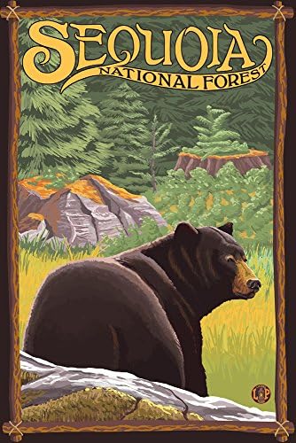 דוב עיתונות לפנס ביער, יער לאומי סקויה, קליפורניה