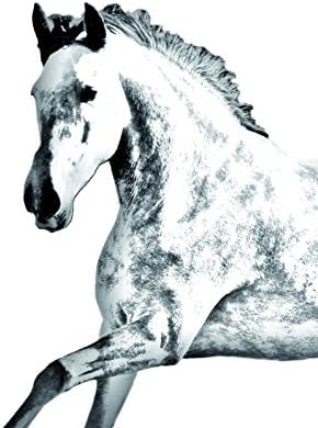 ארט דוג, מ.מ. מצבה אנדלוסית, אובלית מאריחי קרמיקה עם תמונה של סוס