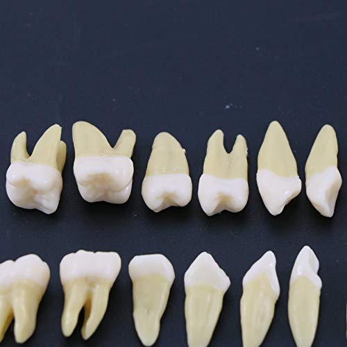 DentalMall 1 קופסא דגם שיניים דגם שיניים 28 PCS 1: 1 שיניים קבועות מלאות M7021
