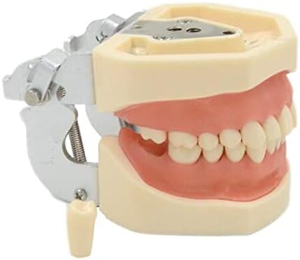 מודל שיניים של KH66Zky, נשלף 28 PCS דגם שיניים, דגם שיניים למבוגרים שיניים דגם שיניים אספקה ​​לפה