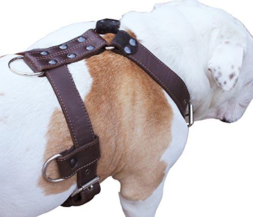 רתמת כלבי עור אמיתית x-large 33 -40 חזה, רצועות מתכווננות בגודל 1.3