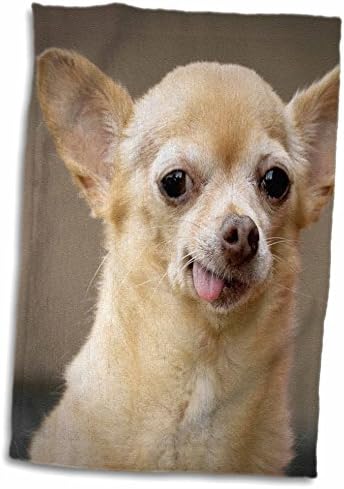 כלב צ 'יוואווה חסר שיניים ורד 3-סנטה פה-ניו מקסיקו-ארצות הברית 32 ג' יי. אם. אר 0502-מגבת יד/ספורט