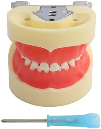 KH66Zky ילדים מודל שיניים נשירים מודל שיניים רפואי סטנדרטי לתקשורת רופא-חולה רופא רופא הוראה כלי