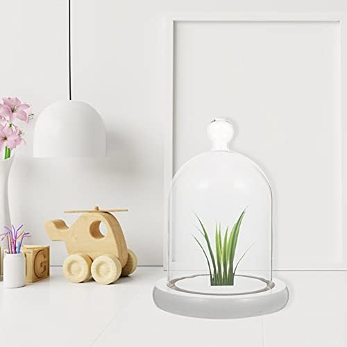 זכוכית OITTO: כיסוי עוגת זכוכית עם בסיס עץ חלון ראווה דקורטיבי מארז תצוגת צמחים לצמחים פרחים בשרניים מדליות