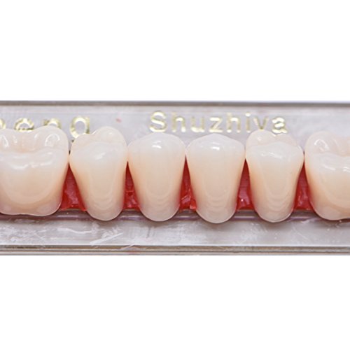 84 יח 'שיניים שיניים סינטטיות שיניים שיניים תותבת 3 קובע שיניים כוזבות לשיני אימה של ליל כל