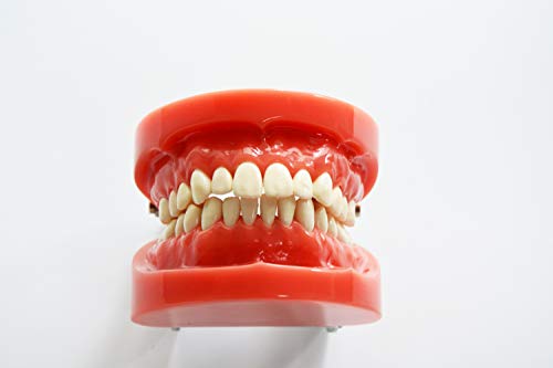 TJIRIS שיניים סטנדרטיות דגם 1PC סוג SF SF STEMER MODEL שיניים דגמי שיניים דגמי לסת שיניים עבור בית ספר שיניים