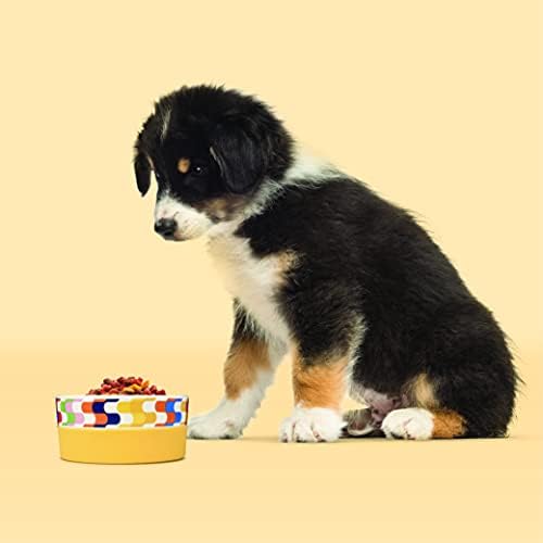 עכשיו בית לחיות מחמד מאת ג 'ונתן אדלר ברגלו דואו קערת כלבים, קערת מזון לכלבים קרמית גדולה / חמודה