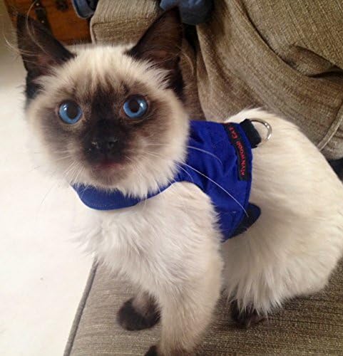 מינווד חתול מעיל / לרתום כחול למבוגרים חתול