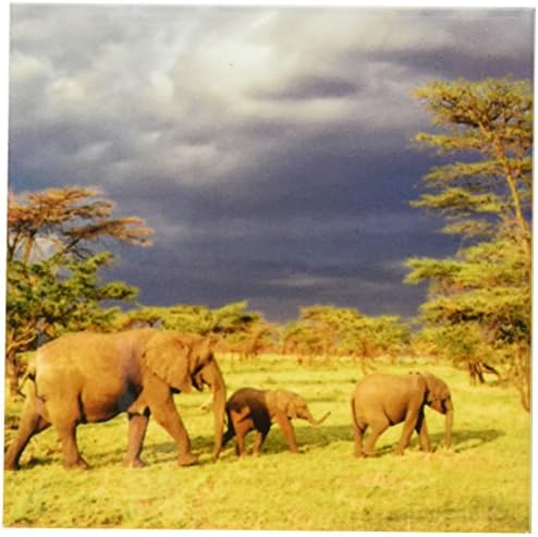 3 רוז 71689_4 עדר פילים אפריקאי, הפארק הלאומי סרנגטי, טנזניה-אפ45ג 'י0223-אדם ג' ונס-תחתיות אריחי קרמיקה,