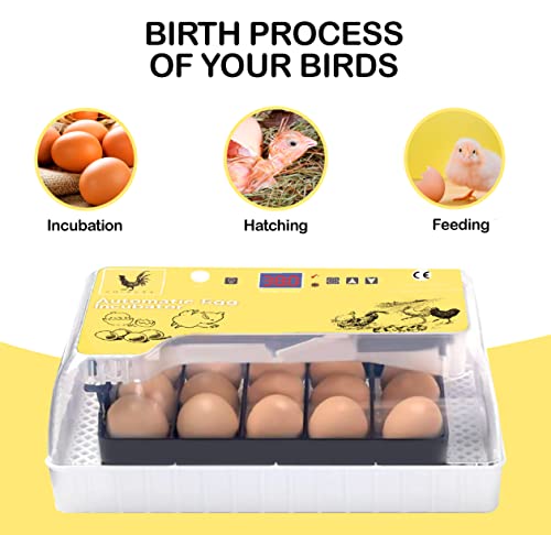 חממת צ ' יקרס לבקיעת ביצי עוף עם קנדלר ביצים, בקרת טמפרטורה ולחות אוטומטית-אנקובדורה דה הובוס