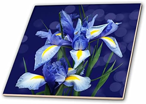 3 ורוד איריס סגול יפהפה פרחוני בוטני עם רקע בוקה כחול רך-אריחים