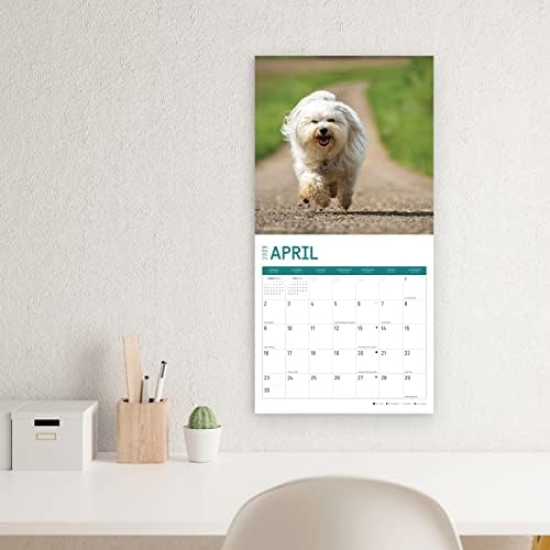 2023 לוח השנה של הקיר הוואני לפי יום בהיר, 12x12 אינץ ', צילום כלבי חיות מחמד מקסים חמוד