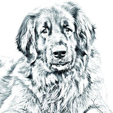 לאונברגר, מצבה סגלגלה מאריחי קרמיקה עם תמונה של כלב