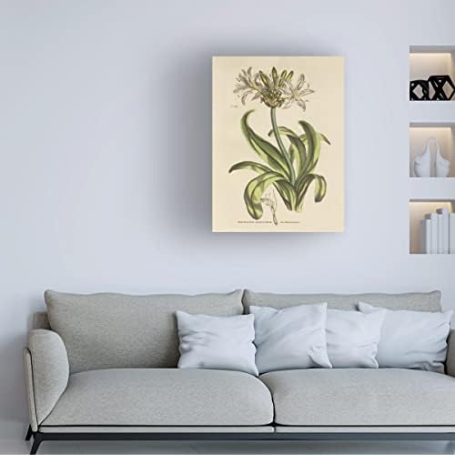 אמנות סימן מסחרי 'צמחי צמחים בוטניים XX' אמנות קנבס מאת תיק אפל פראי